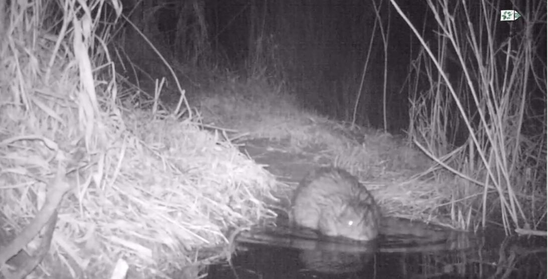 Bóbr w dolinie rzeki Soły.